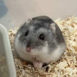 Křeček