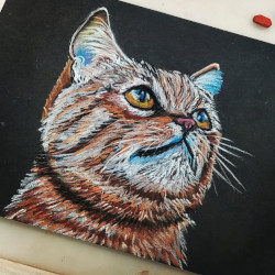 Kresba kočky