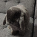 fred