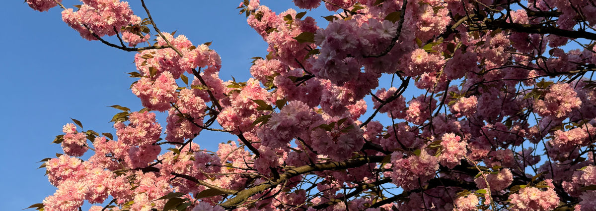 sakura