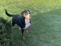 pejsek Daisy
