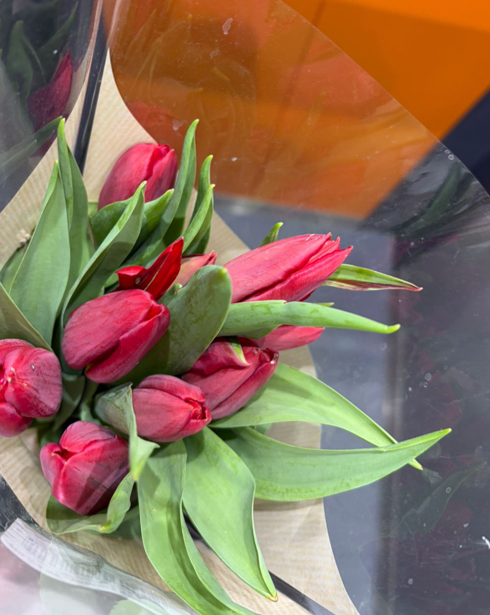 Fotka tulipánu