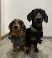 Monty a Hugo