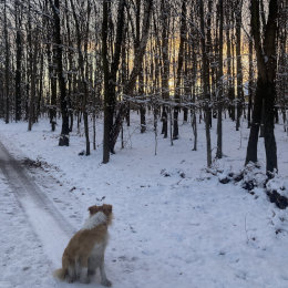 Foto rezavé border kolie v přírodě