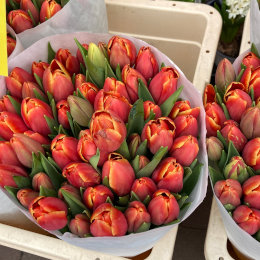 Tulipány v Amsterdamu