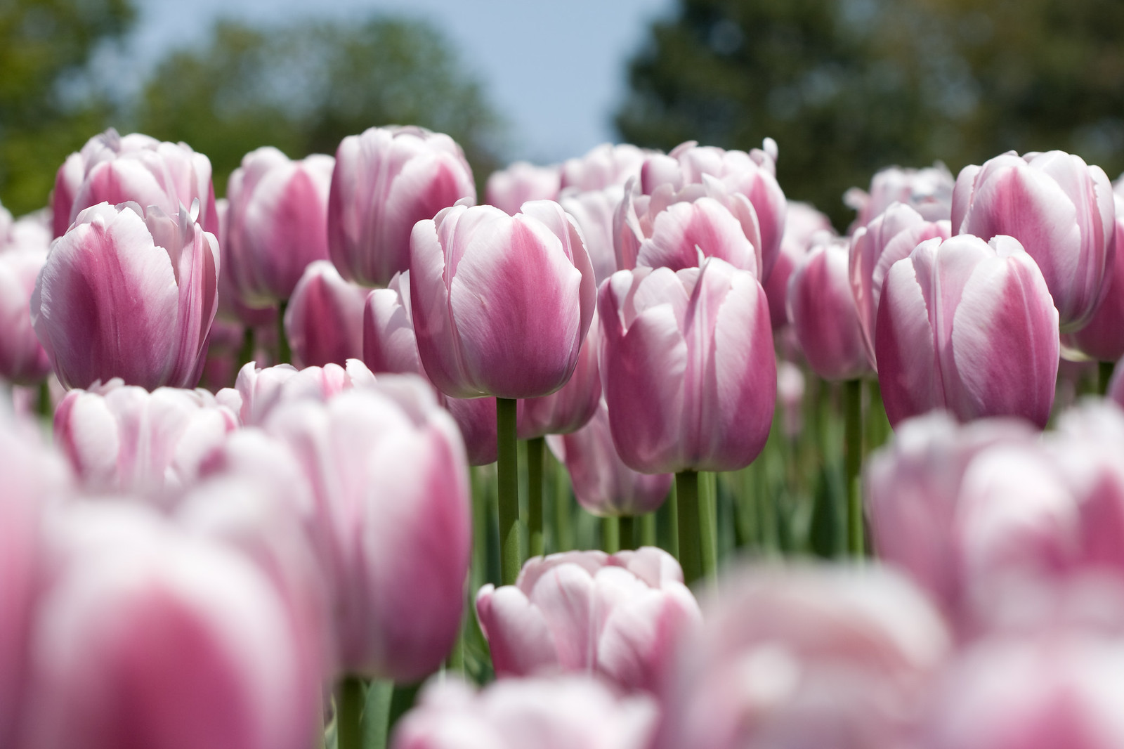 Tulipány