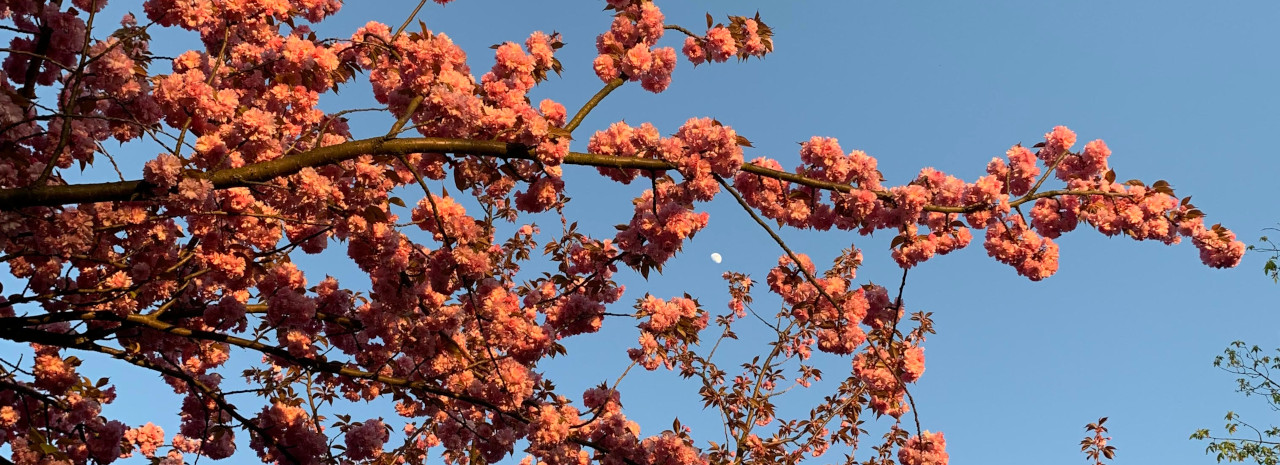 sakura