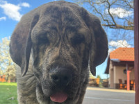 Ares